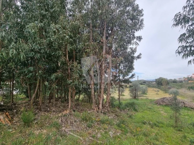 Terreno para Venda em Salgueiro do Campo Foto 6
