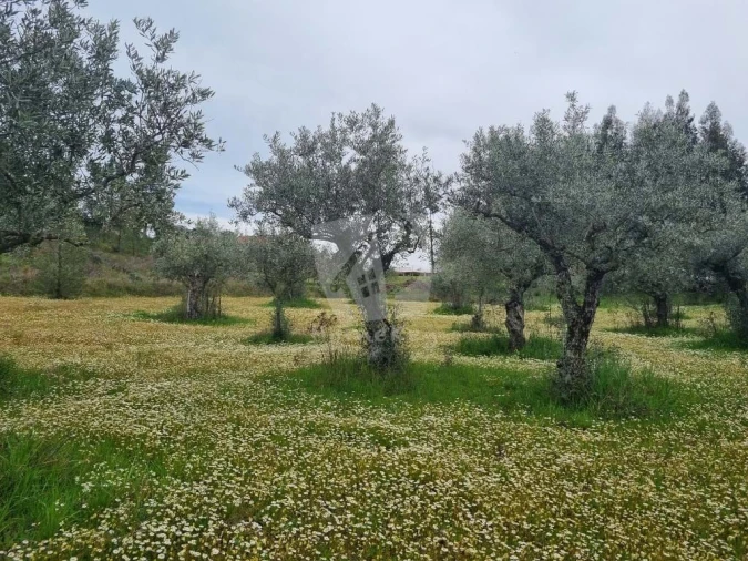 Terreno para Venda em Salgueiro do Campo Foto 10