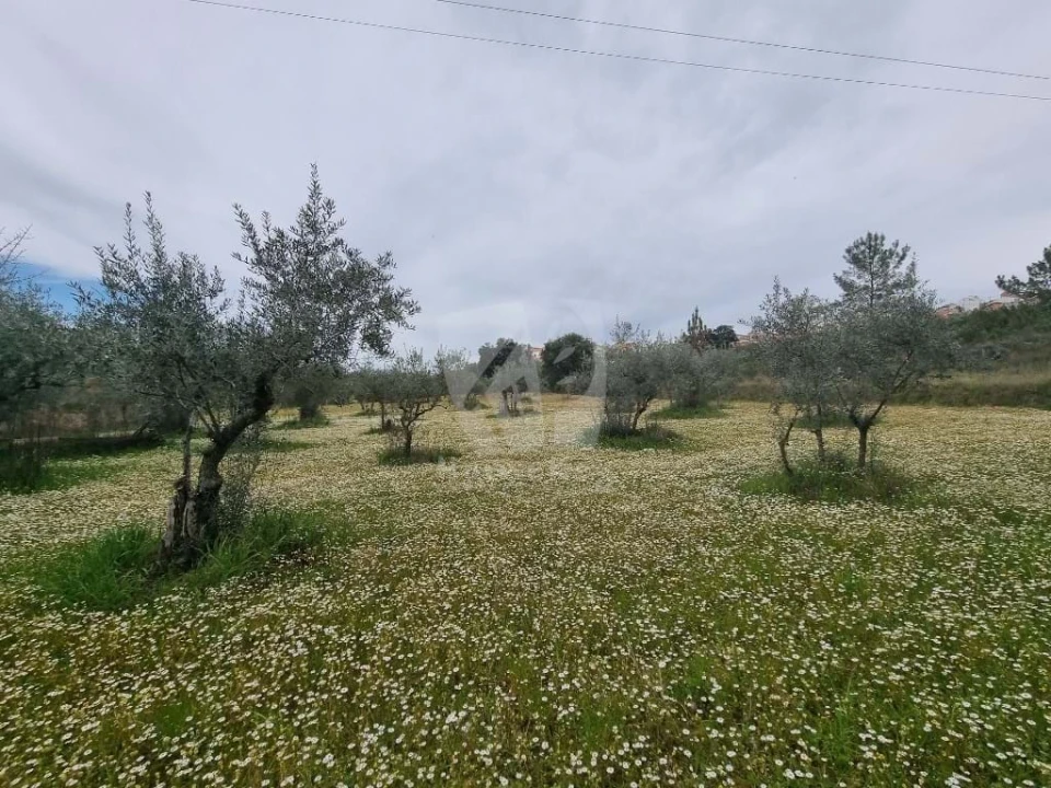 Terreno para Venda em Salgueiro do Campo Foto 8