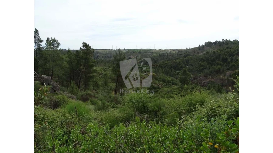 Terreno Agricola ou Rústico para Venda em Salgueiro do Campo Foto 12