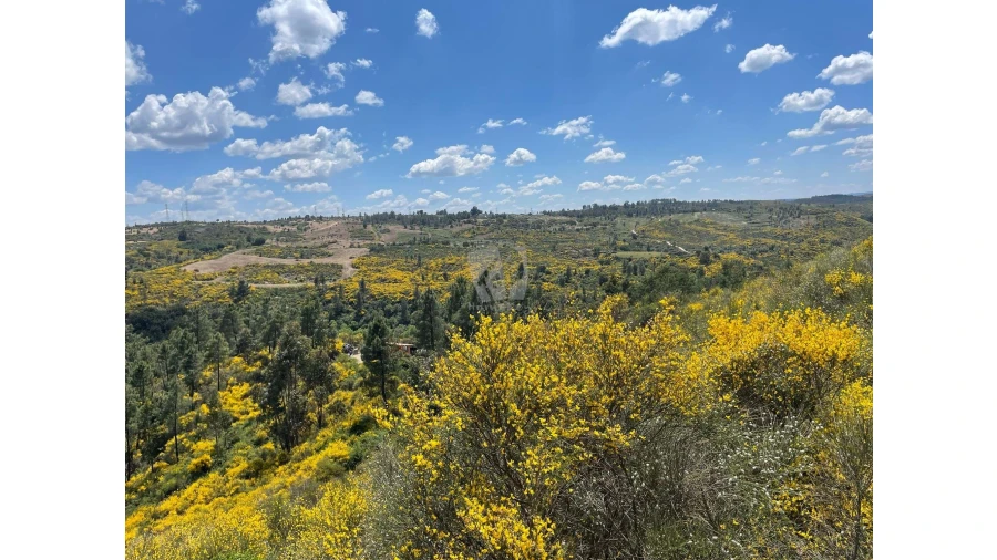 Terreno Agricola ou Rústico para Venda em Salgueiro do Campo Foto 3