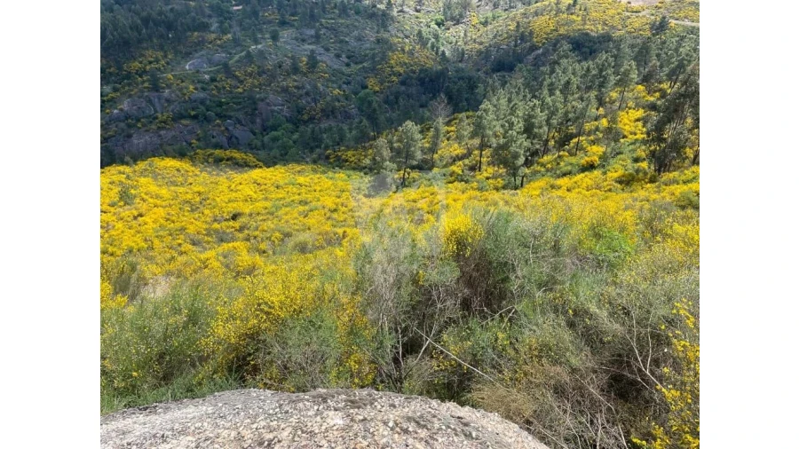 Terreno Agricola ou Rústico para Venda em Salgueiro do Campo Foto 6