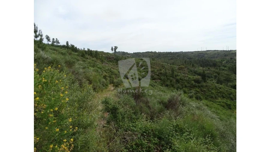 Terreno Agricola ou Rústico para Venda em Salgueiro do Campo Foto 16