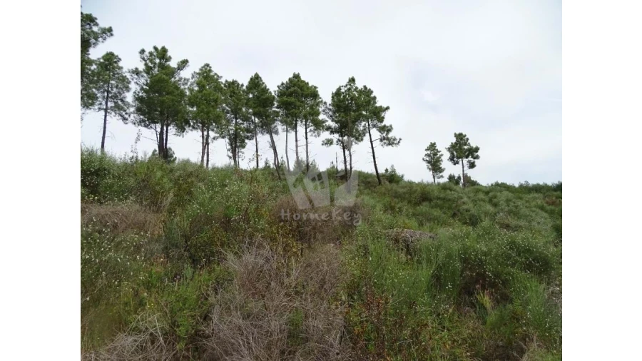 Terreno Agricola ou Rústico para Venda em Salgueiro do Campo Foto 14