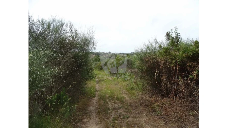 Terreno Agricola ou Rústico para Venda em Salgueiro do Campo Foto 15