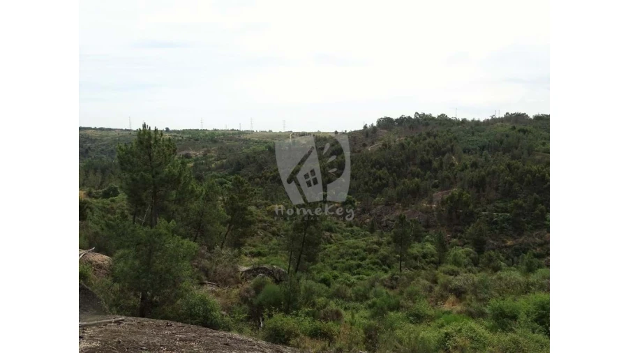 Terreno Agricola ou Rústico para Venda em Salgueiro do Campo Foto 11