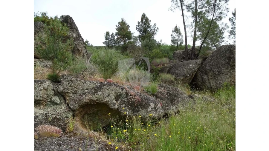 Terreno Agricola ou Rústico para Venda em Salgueiro do Campo Foto 26