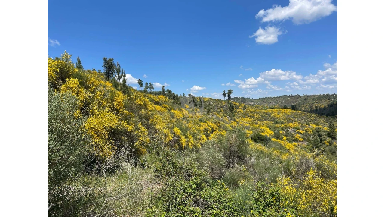 Terreno Agricola ou Rústico para Venda em Salgueiro do Campo Foto 2