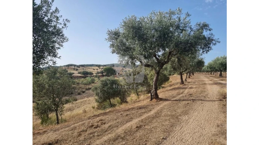Quinta para Venda em Castelo Branco Foto 50