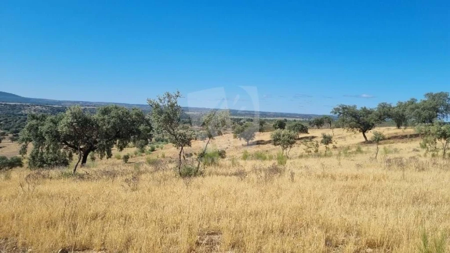 Quinta para Venda em Castelo Branco Foto 28