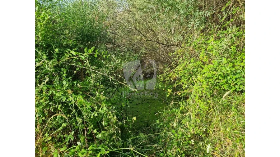 Quinta para Venda em Castelo Branco Foto 22