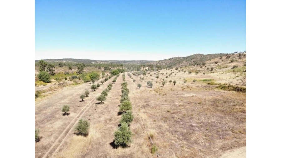 Quinta para Venda em Castelo Branco Foto 52
