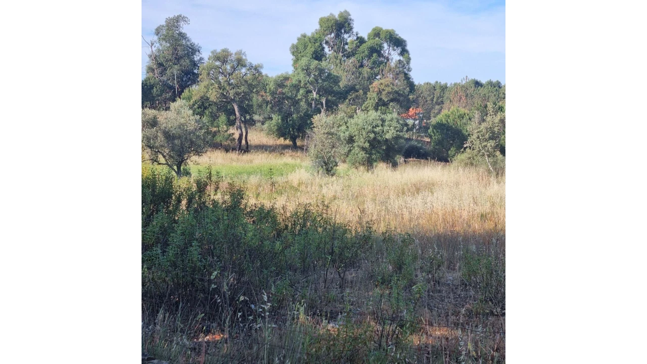 Terreno Agricola ou Rústico para Venda em Benquerenças Foto 19