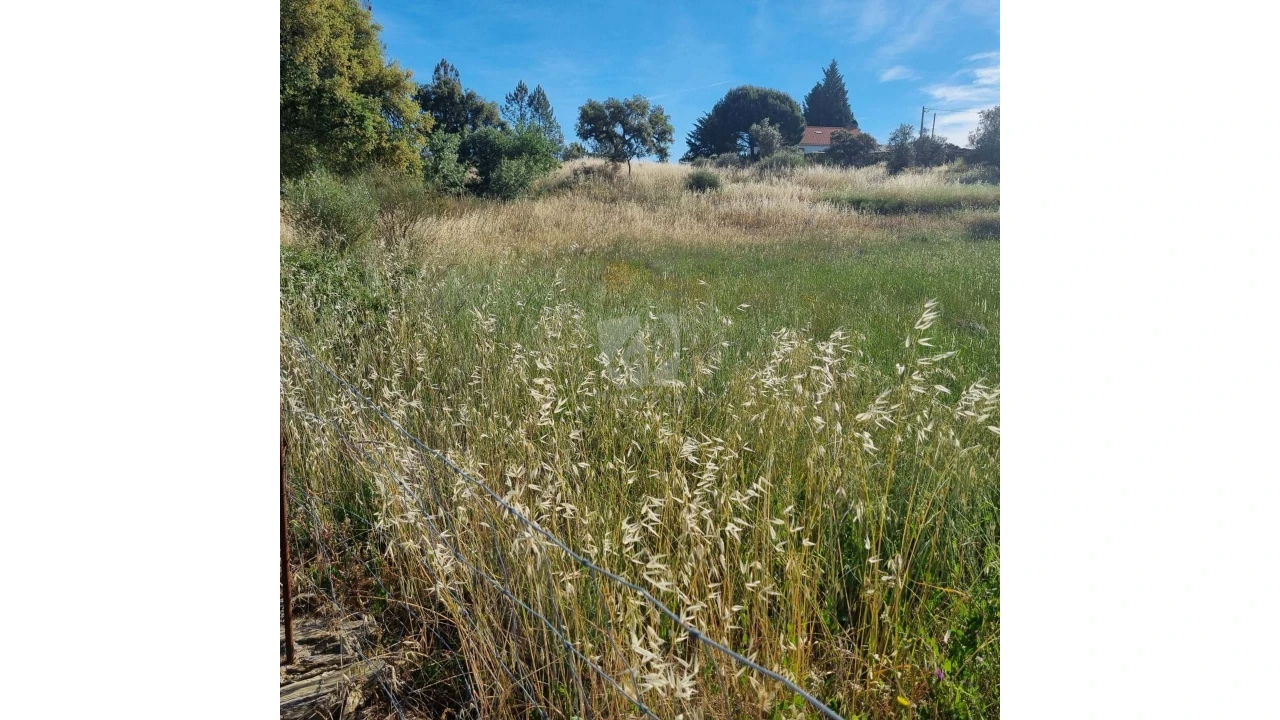 Terreno Agricola ou Rústico para Venda em Benquerenças Foto 6