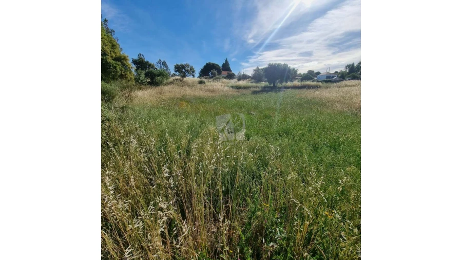 Terreno Agricola ou Rústico para Venda em Benquerenças Foto 4