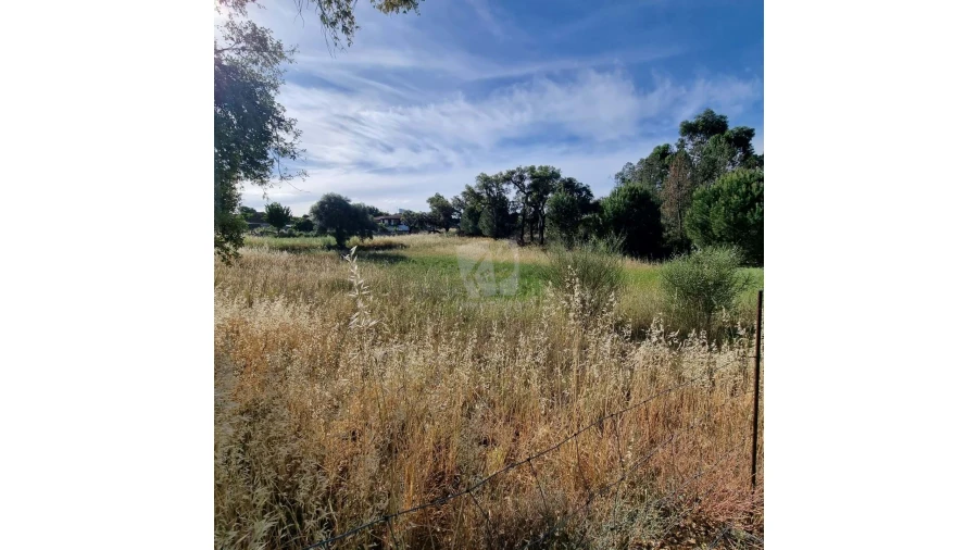 Terreno Agricola ou Rústico para Venda em Benquerenças Foto 7