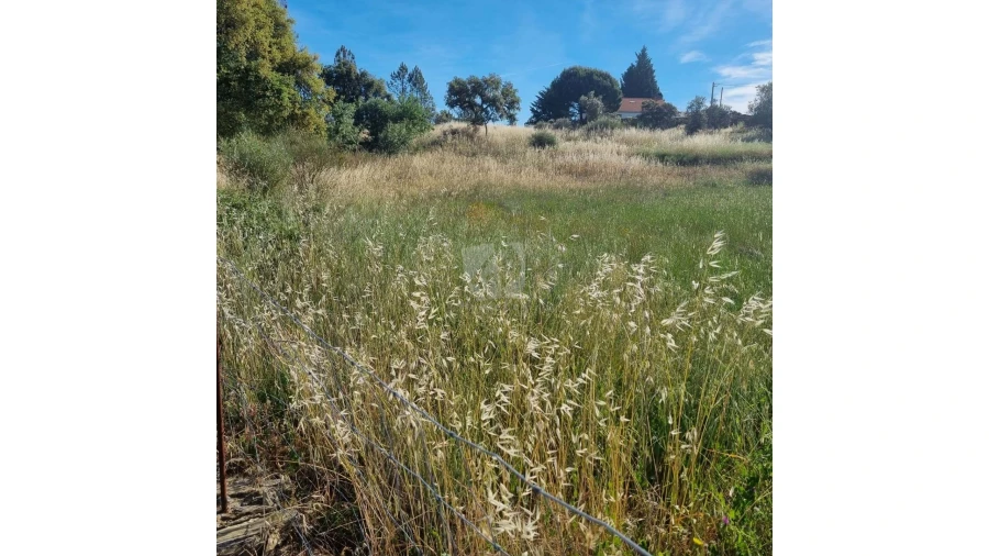 Terreno Agricola ou Rústico para Venda em Benquerenças Foto 6