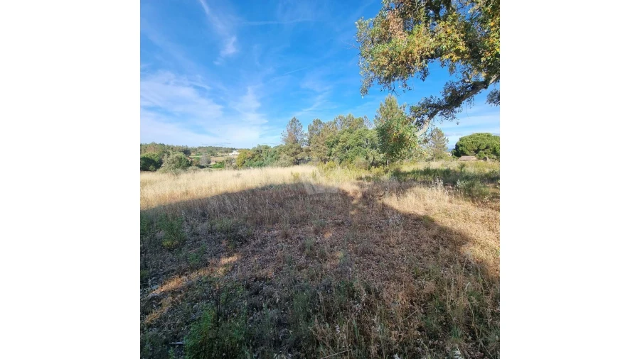 Terreno Agricola ou Rústico para Venda em Benquerenças Foto 13