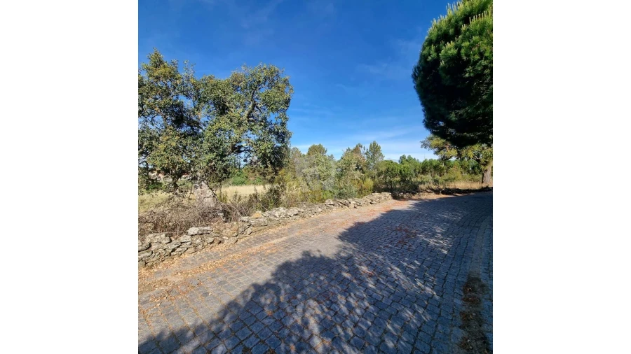 Terreno Agricola ou Rústico para Venda em Benquerenças Foto 18