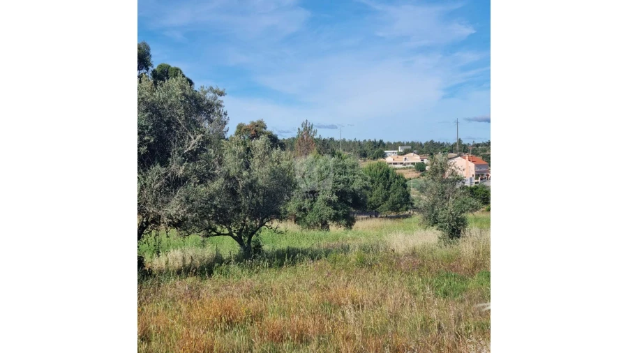 Terreno Agricola ou Rústico para Venda em Benquerenças Foto 17