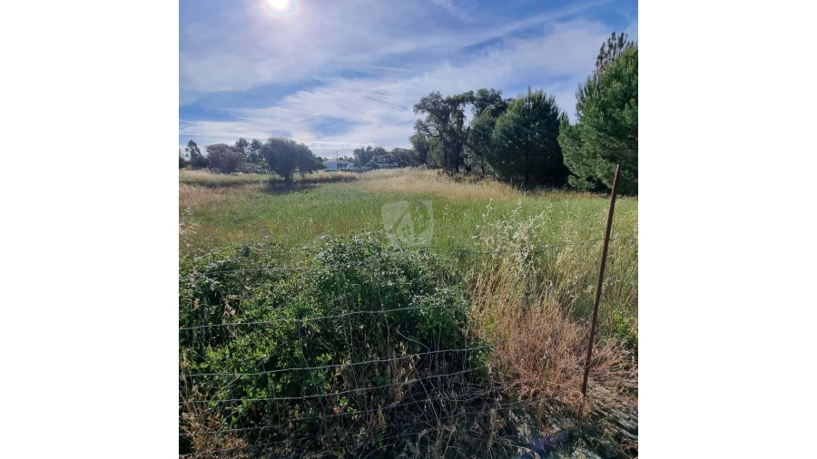 Terreno Agricola ou Rústico para Venda em Benquerenças Foto 22