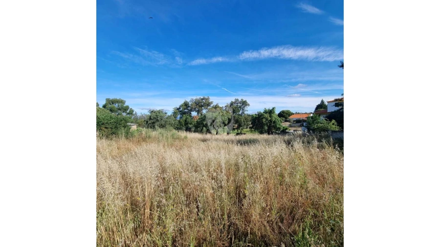Terreno Agricola ou Rústico para Venda em Benquerenças Foto 8