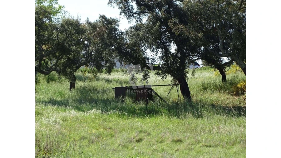 Terreno Agricola ou Rústico para Venda em Benquerenças Foto 5