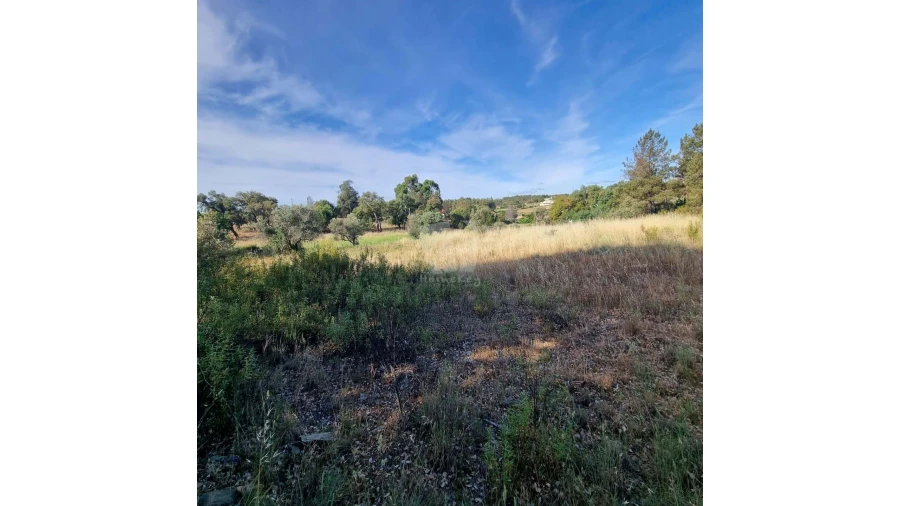 Terreno Agricola ou Rústico para Venda em Benquerenças Foto 12