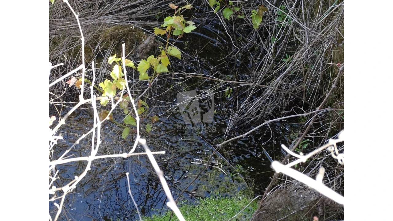 Terreno Agricola ou Rústico para Venda em Benquerenças Foto 27