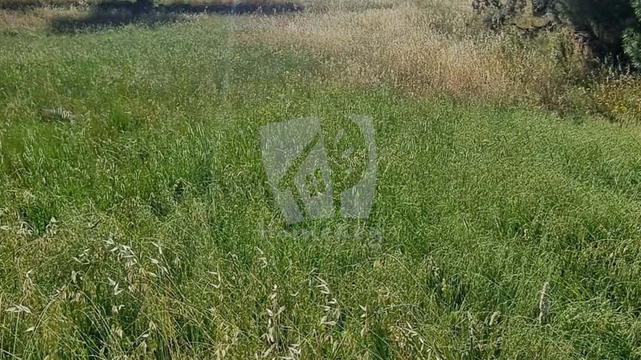 Terreno Agricola ou Rústico para Venda em Benquerenças