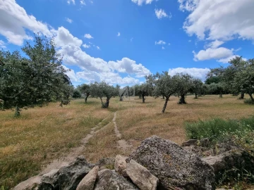 Terreno Agricola ou Rústico para Venda em Póvoa de Rio de Moinhos e Cafede