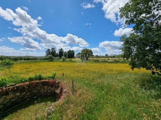 Terreno Agricola ou Rústico para Venda em Póvoa de Rio de Moinhos e Cafede Foto 9