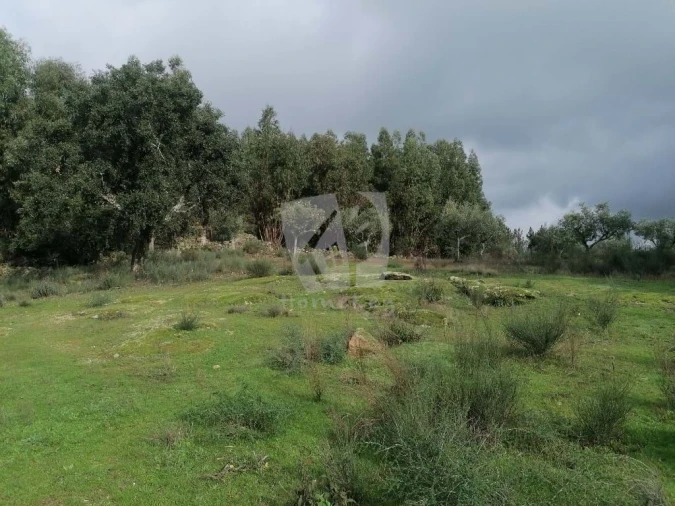 Terreno Agricola ou Rústico para Venda em Póvoa de Rio de Moinhos e Cafede Foto 11