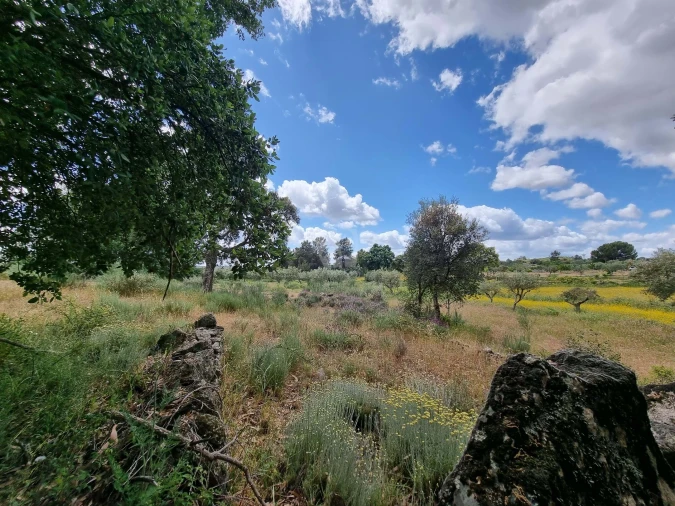 Terreno Agricola ou Rústico para Venda em Póvoa de Rio de Moinhos e Cafede Foto 6