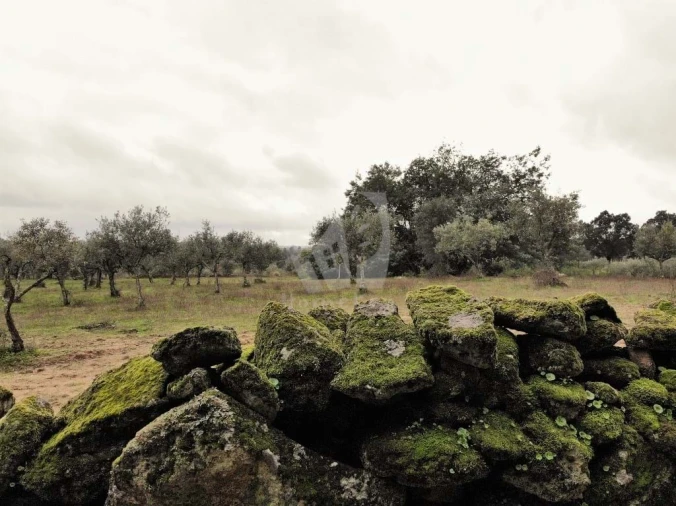 Terreno Agricola ou Rústico para Venda em Póvoa de Rio de Moinhos e Cafede Foto 10