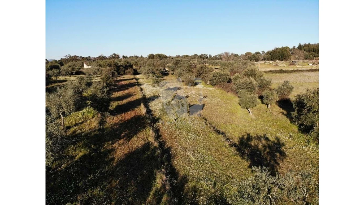 Terreno Agricola ou Rústico para Venda em Pedrógão de São Pedro e Bemposta Foto 6