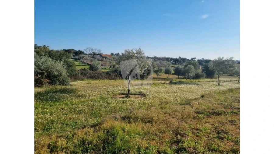 Terreno Agricola ou Rústico para Venda em Pedrógão de São Pedro e Bemposta Foto 3