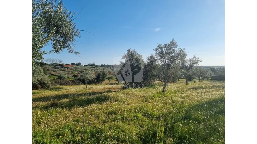 Terreno Agricola ou Rústico para Venda em Pedrógão de São Pedro e Bemposta Foto 27