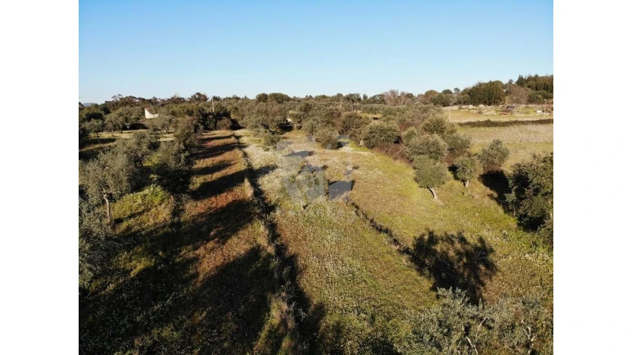Terreno Agricola ou Rústico para Venda em Pedrógão de São Pedro e Bemposta Foto 6