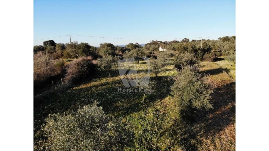 Terreno Agricola ou Rústico para Venda em Pedrógão de São Pedro e Bemposta Foto 29