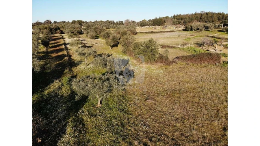 Terreno Agricola ou Rústico para Venda em Pedrógão de São Pedro e Bemposta Foto 21