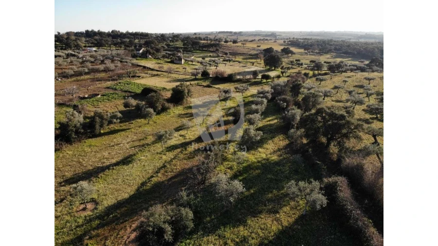 Terreno Agricola ou Rústico para Venda em Pedrógão de São Pedro e Bemposta Foto 4