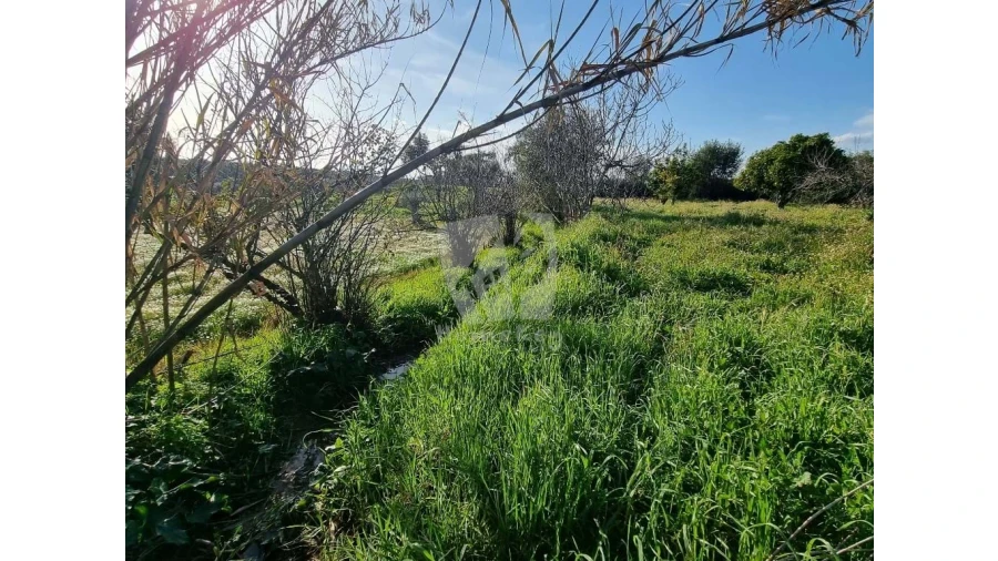 Terreno Agricola ou Rústico para Venda em Pedrógão de São Pedro e Bemposta Foto 16