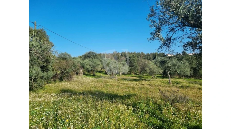 Terreno Agricola ou Rústico para Venda em Pedrógão de São Pedro e Bemposta Foto 24