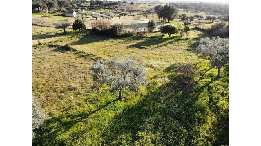 Terreno Agricola ou Rústico para Venda em Pedrógão de São Pedro e Bemposta Foto 10