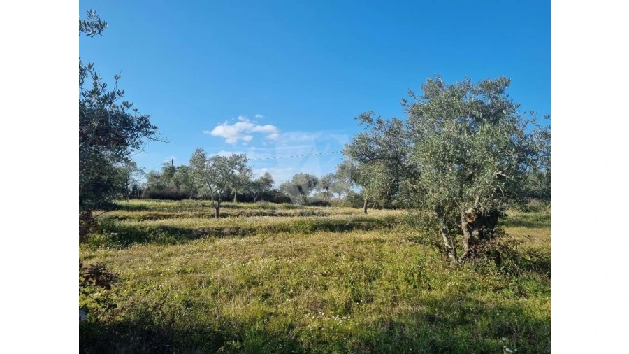 Terreno Agricola ou Rústico para Venda em Pedrógão de São Pedro e Bemposta Foto 28