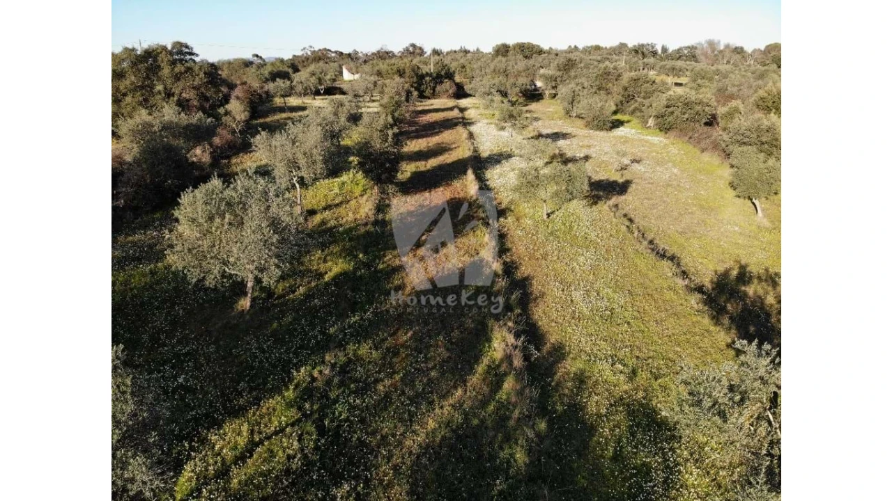 Terreno Agricola ou Rústico para Venda em Pedrógão de São Pedro e Bemposta Foto 20