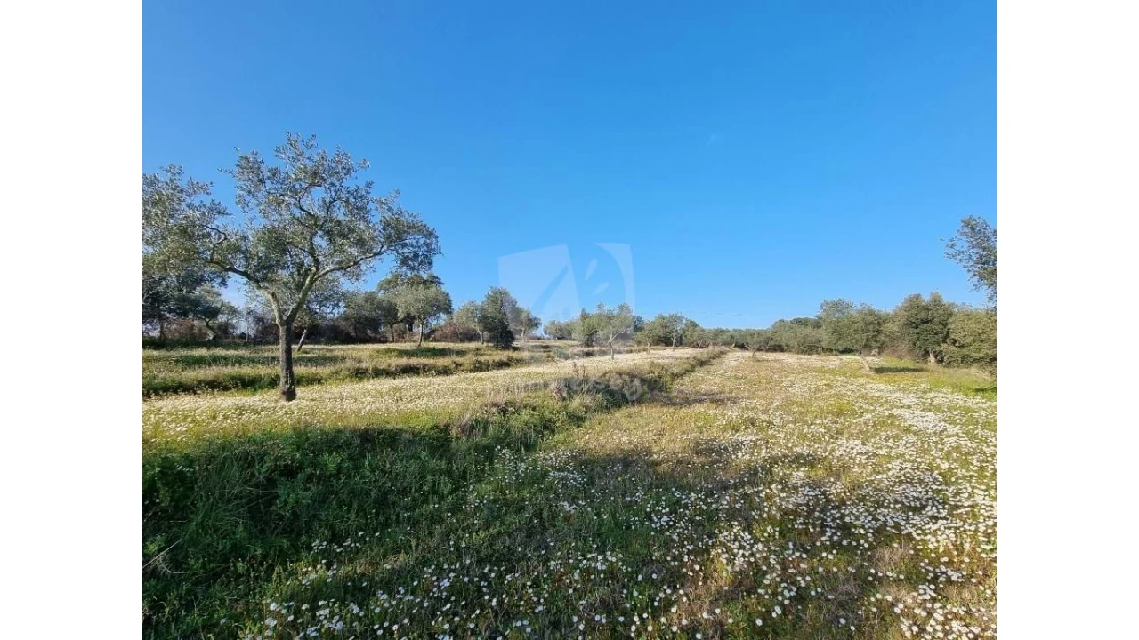 Terreno Agricola ou Rústico para Venda em Pedrógão de São Pedro e Bemposta Foto 8