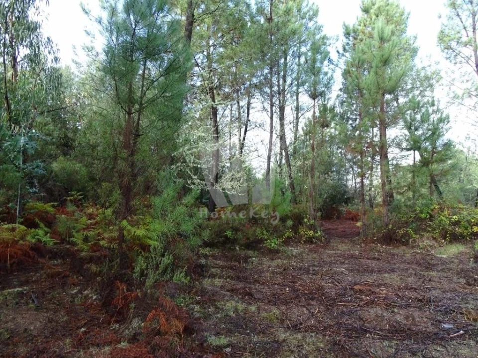 Terreno Agricola ou Rústico para Venda em Sarzedas Foto 15
