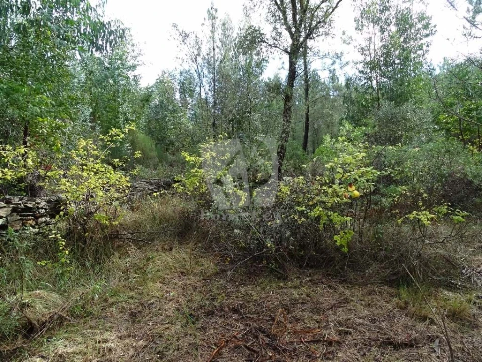 Terreno Agricola ou Rústico para Venda em Sarzedas Foto 11